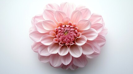 Fototapeta premium Pink Dahlia Blossom, Studio Shot, Elegant Floral Design