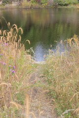 reeds in the lake