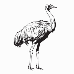 Emu Ostrich image vector. Black and white Emu Ostrich image on white background.