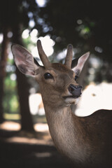 deer in the forest
