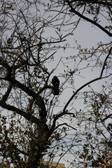 crow on tree
