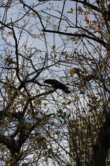 crow on tree