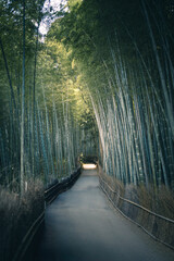 bamboo forest kyoto