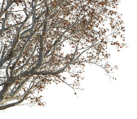 Betula ermanii Tree corner cutout png transparent