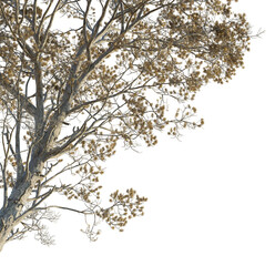 Pseudolarix amabilis Tree corner cutout png transparent isolate