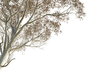 Celtis sinensis Tree corner cutout png transparent