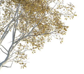 Toxicodendron vernicifluum Tree corner cutout png transparent