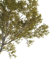 Morus alba Tree corner cutout png transparent
