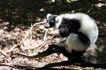 Fototapeta premium Lemur Variegata or Varecia variegata black and white fluffy in Monkeyland Primate Sanctuary. South Africa. 
