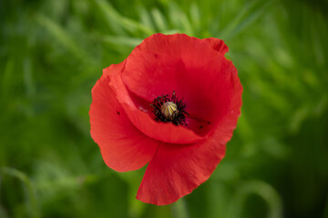 Red poppy flower extreme close-up