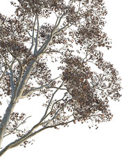 Triadica sebifera Tree corner cutout png transparent isolate