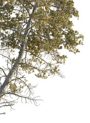 Pseudolarix amabilis Tree corner cutout png transparent