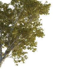 Morus alba Tree corner cutout png transparent