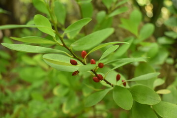 Leaves of coca plant or Erythroxylum novogranatense
