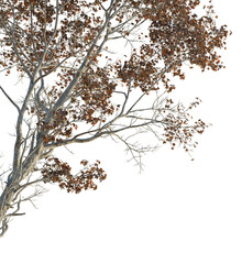 Acer ukurunduense Tree corner cutout png transparent