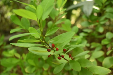 Leaves of coca plant or Erythroxylum novogranatense
