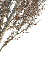 Populus Tree corner cutout png transparent