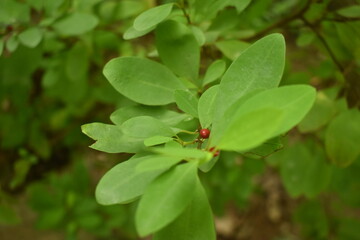 Leaves of coca plant or Erythroxylum novogranatense
