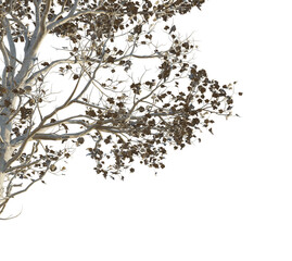 Sassafras tzumu Tree corner cutout png transparent isolate