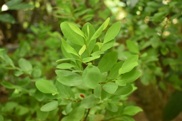 Leaves of coca plant or Erythroxylum novogranatense
