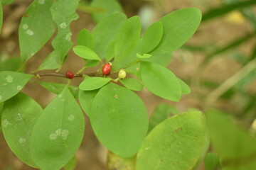 Leaves of coca plant or Erythroxylum novogranatense
