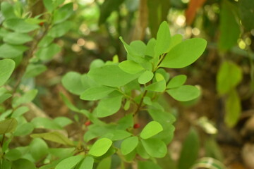 Leaves of coca plant or Erythroxylum novogranatense
