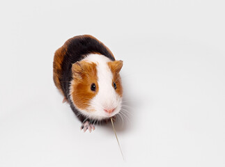Curious guinea pig on white background, guinea pig cute portrait.