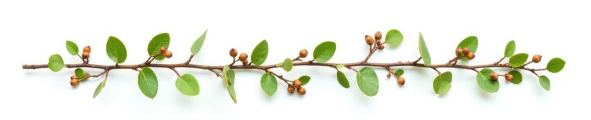 Twisted Melaleuca branches with small green leaves and brown seeds on white background, melaleuca tree, twig