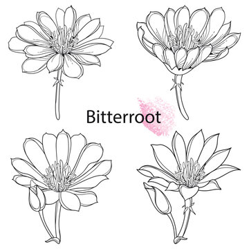 Set of outline Bitterroot flower or Lewisia rediviva in black isolated on white background. 