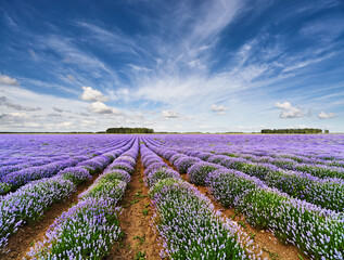 Blooming lavender field