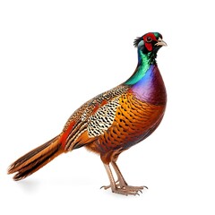 Pheasant bird side view full body isolate on white background