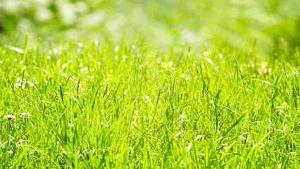 natural product display in an idyllic grass meadow in sunshine, empty spring or summer background with copy space, beautiful nature garden scene texture template closeup
