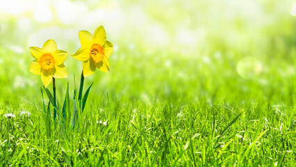 closeup of daffodil flowers isolated in a fresh green idyllic spring meadow with copy space, beautiful natural garden background