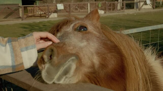 Woman joyfully interact with friendly ponies at a farm. The visit offers a perfect family outing, filled with smiles and animal care moments.