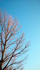 Bare branches against a clear blue sky with warm golden light, branches, serene