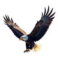 Fototapeta premium Eagle