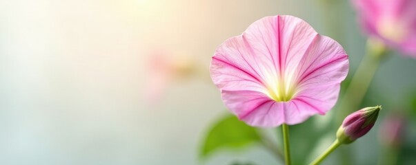 Delicate morning glory flowers in soft focus on white background, morning glory, organic, translucent flowers