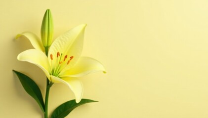 Obraz premium Delicate pale yellow lily flower with tightly closed bud and green leaves on light beige background, simple, leaf, flower