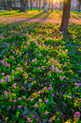 Spring park landscape with blooming mauve flowers of Corydalis halleri under the tree in the city park, beautiful spring sunset landscape with early spring corydalis flowers on the foreground