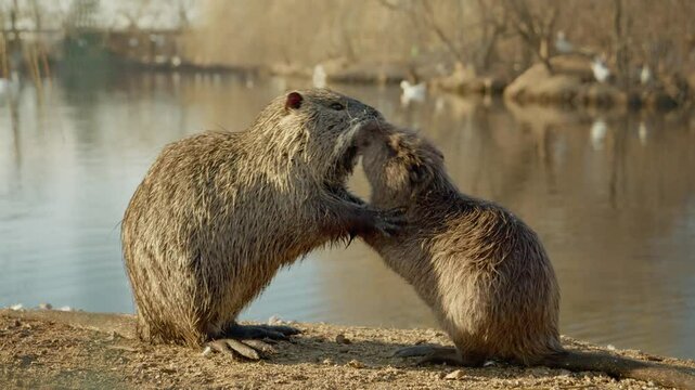 Two playful nutria are seen frolicking near the water's edge on a sunny day. Their energetic movements highlight their playful nature and curiosity in this lively farm setting.