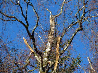Windbruch an einer Birke