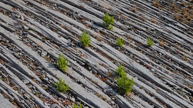 Striped Rockslide Scars Adorned by Newly Sprouting Green on a Rebounding Mountainside