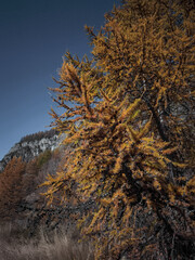 Golden larch tree glowing against azure sky, capturing autumn landscape in aosta valley, italian mountain region Lillaz
