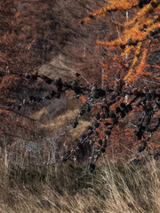 Vibrant orange pine needles and dark cones highlighting autumnal landscape near aosta, italy during late november seasonal transformation Lillaz
