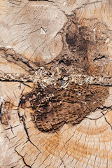 old wood texture