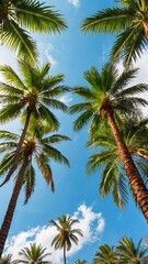 Bottom view of tropical palm trees leaves in blue sky background Natural exotic photo frame Leaves on the branches of coconut palm trees against the blue sky in sunny summer day Phuket island Thailand