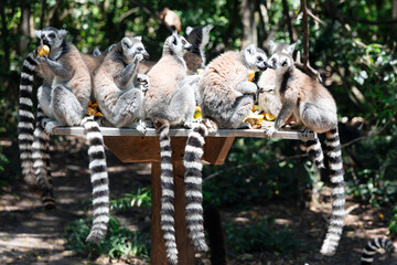 A group of ring-tailed lemurs dine on fruit at a feeding table in Monkeyland Primate Sanctuary. South Africa.	
