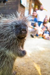Detailed Porcupine Portrait: A close-up of a porcupine with intricate quills, capturing its texture and the curious gaze of the creature.
