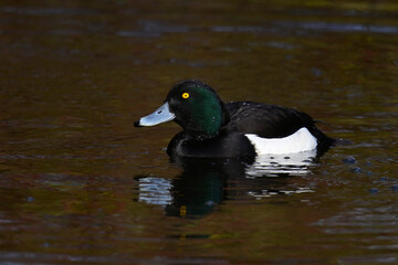 Reiherente - Männchen // Tufted duck - male (Aythya fuligula) - Baldeneysee, Essen, Deutschland