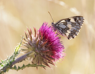 Marbled White butterfly feeding on a thistle 